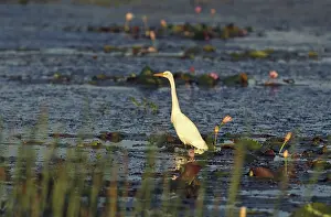 Billabong: Great Egret