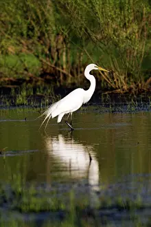 Wade: Great Egret