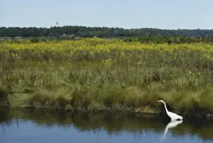 1985: Great Egret