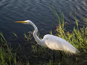 Anhinga: Great Egret