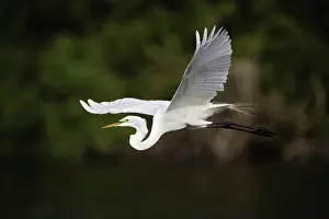 Sanibel: Great Egret