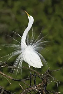 Sanibel: Great Egret