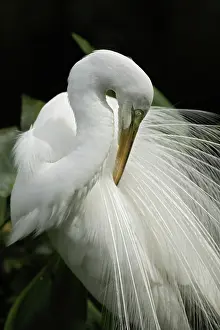 Sanibel: Great Egret