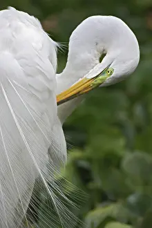 Sanibel: Great Egret