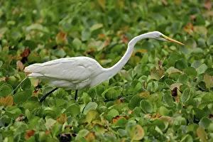 Corkscrew: Great Egret