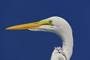 Sanibel: Great Egret