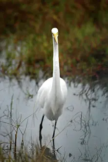 Merritt: Great Egret