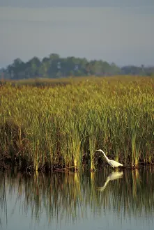 Hunts: Great Egret