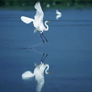 Campeche: Great Egret