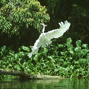 Waterbirds: Great Egret