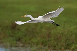 Zeevang: Great Egret