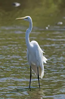Riparian: Great egret
