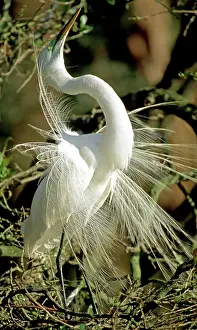 Ritual: Great Egret