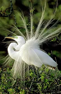 Ritual: Great Egret