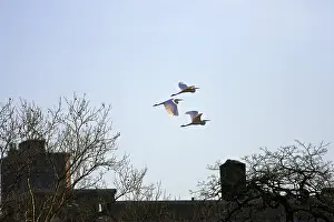 Rooftops: Great Egret