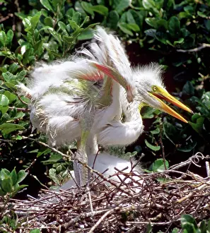 Adolescent: Great Egret