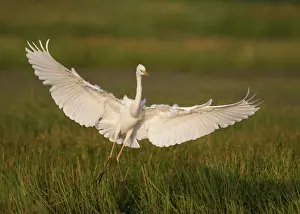 Oostvaardersplassen: Great Egret