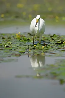 Nemzeti: Great Egret