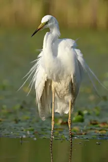 Nemzeti: Great Egret
