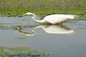 Nemzeti: Great Egret