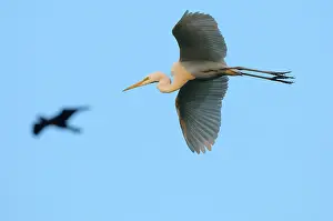 Keoladeo: Great Egret