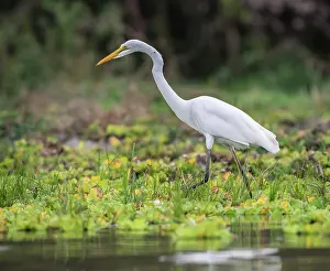 Selous: Great Egret
