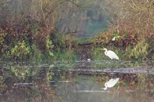 Clay: Great Egret