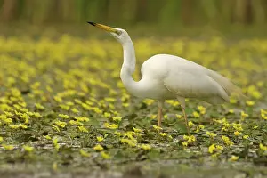 Ardea: Great Egret