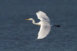 Ardea: Great Egret