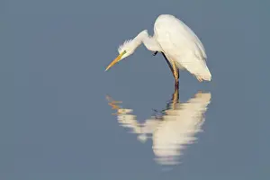 Scratching: Great Egret