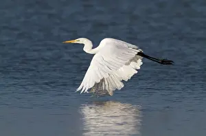 Ardea: Great Egret