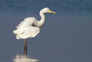 Ardea: Great Egret