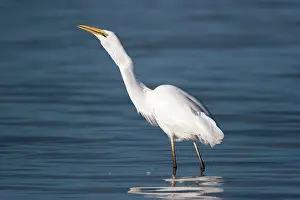 Ardea: Great Egret