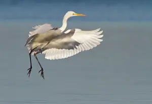 Ardea: Great Egret
