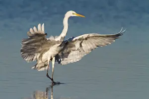 Ardea: Great Egret