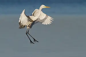 Ardea: Great Egret