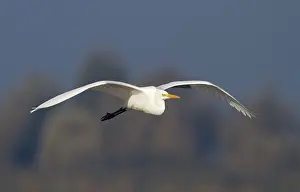 Ardea: Great Egret