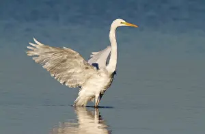Ardea: Great Egret