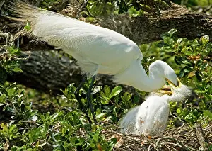 Regurgitating: Great Egret Adult Feeding Nestlings