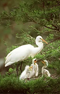 Egrets: GREAT EGRET - adult and young at nest