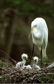 Egret: GREAT EGRET - adult and young at nest