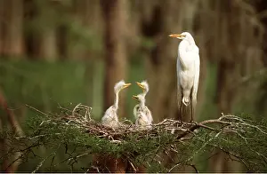 Egret: GREAT EGRET - adults and young in nest