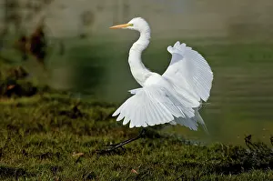 Alighting: Great Egret alighting