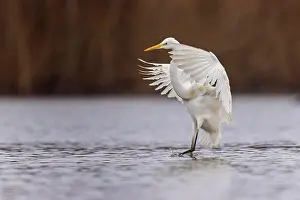 Alba: Great egret (Ardea alba) approaching, foraging, resting bird