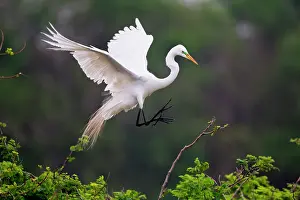 Chambers: Great Egret (Ardea alba) breeding activity