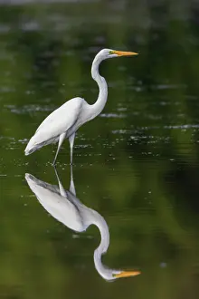 Ardea: Great Egret (Ardea alba) fishing in wetland Marion