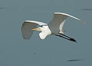 Casmerodius: Great Egret (Ardea alba) in flight