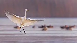 Ardea: Great egret (Ardea alba) flying, landing, foraging