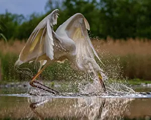 Poking: Great egret (Ardea alba) foraging, hunting, poking