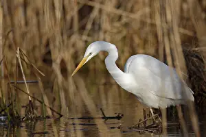 Reeds: Great Egret (Ardea alba) foraging in reedbed